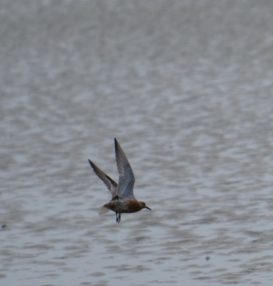 Red Knot - ML617616855