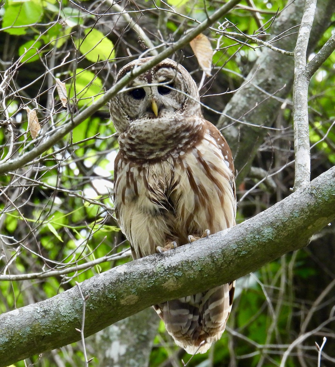 Barred Owl - ML617616874