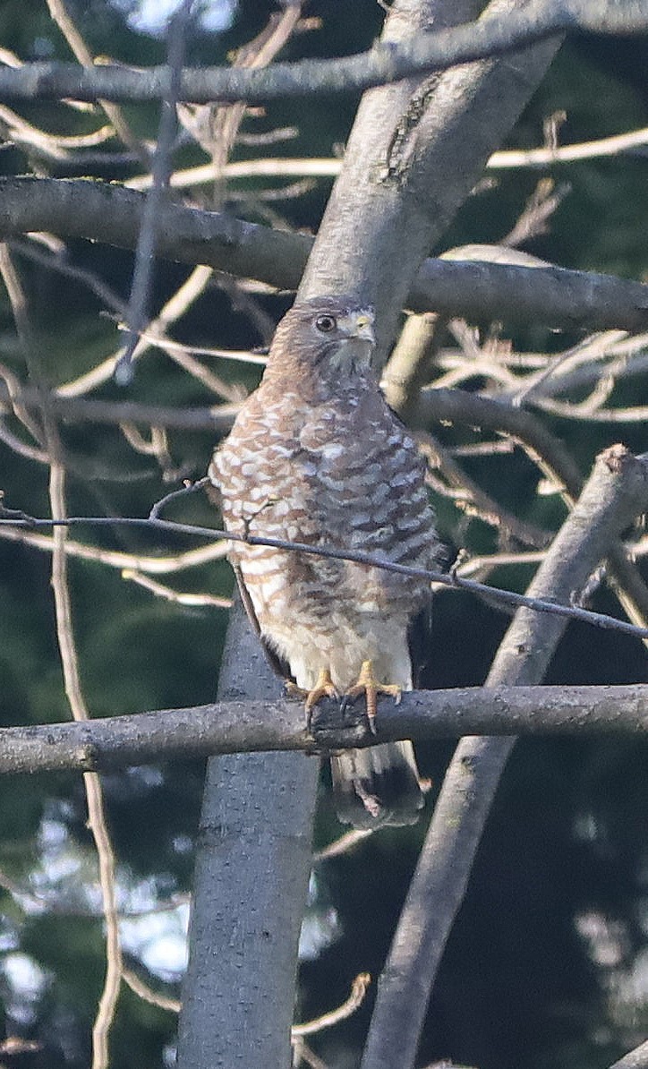 Broad-winged Hawk (Northern) - Andrea Lazar