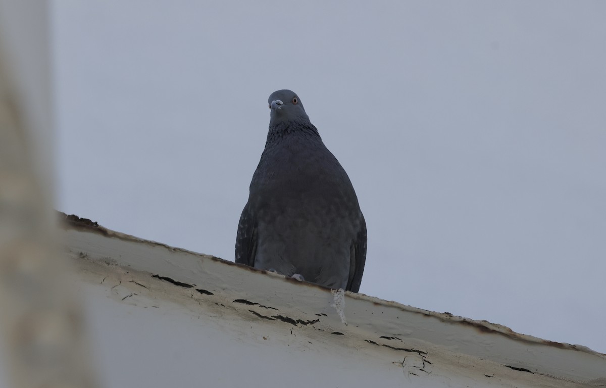 Rock Pigeon (Feral Pigeon) - ML617616935