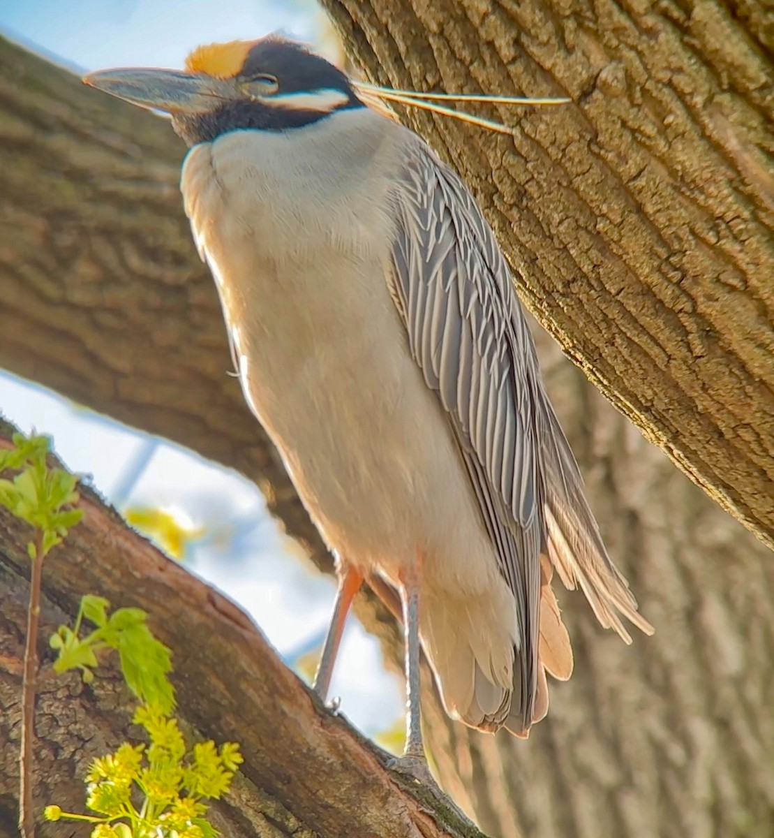 Yellow-crowned Night Heron - ML617616936