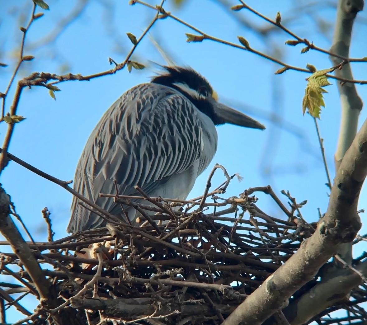 Yellow-crowned Night Heron - ML617616938