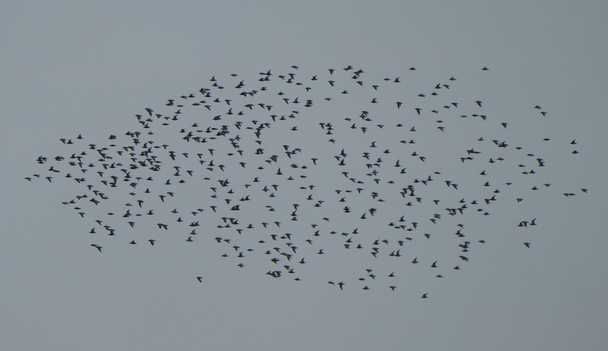 Red Knot - ML617616941