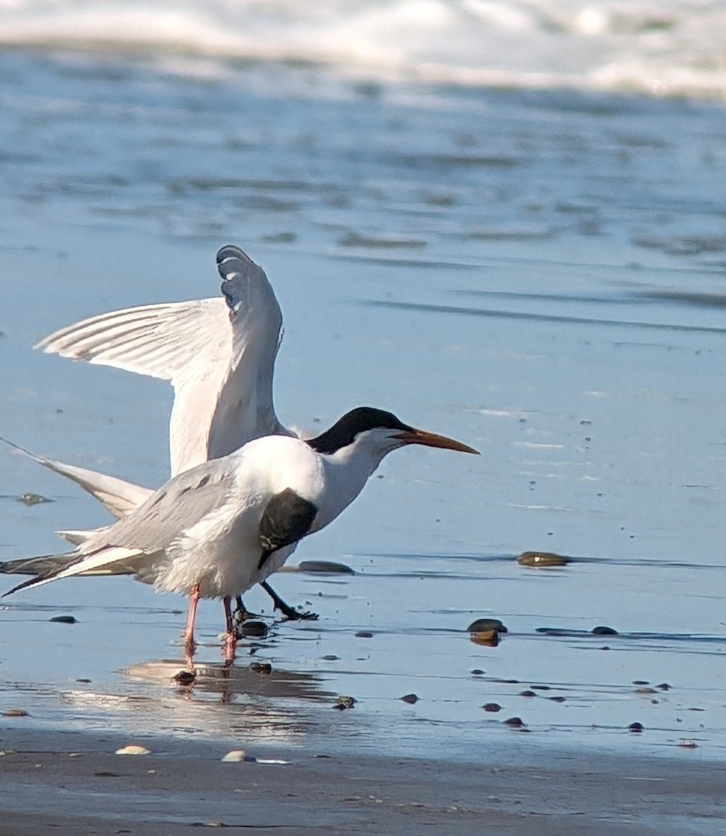 Elegant Tern - ML617616966