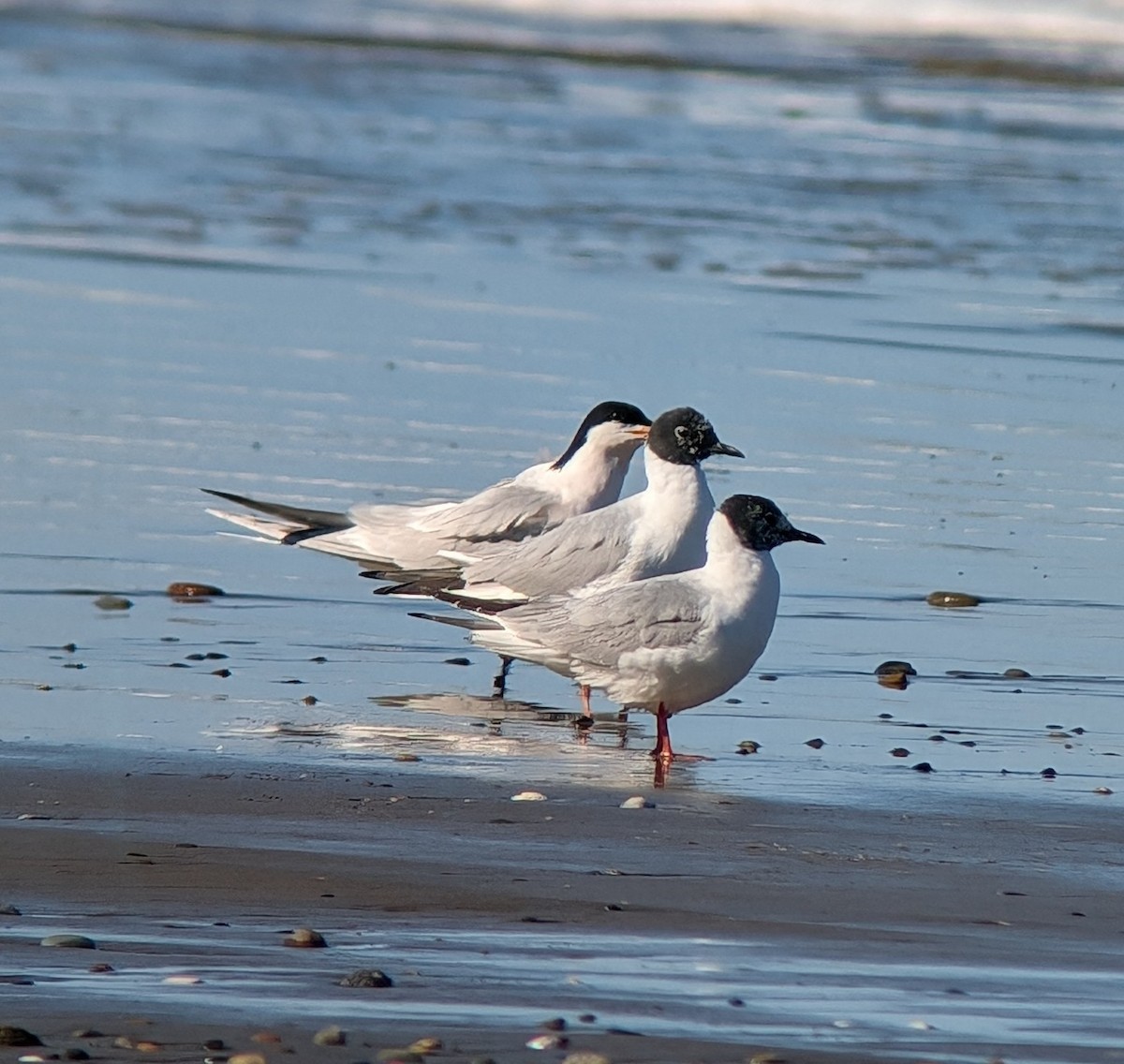 Elegant Tern - ML617616967