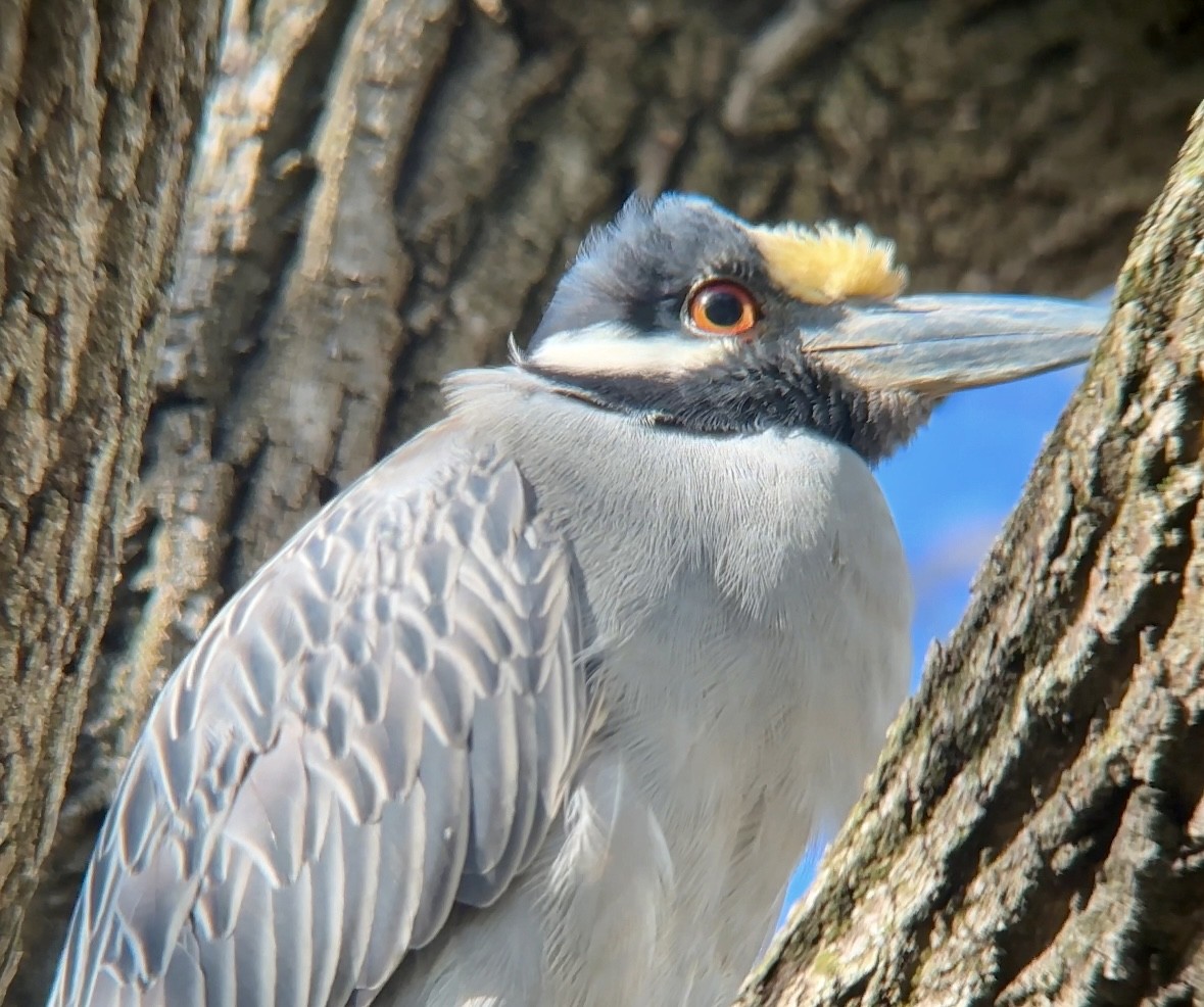 Yellow-crowned Night Heron - ML617616973