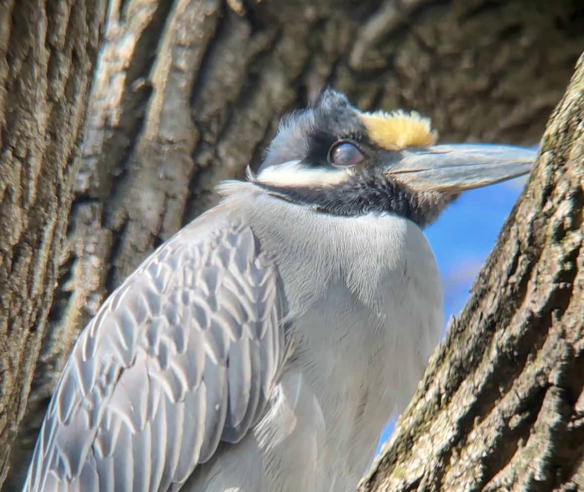 Yellow-crowned Night Heron - ML617616974