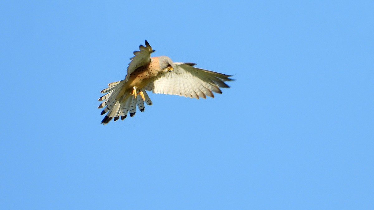 Lesser Kestrel - ML617616975