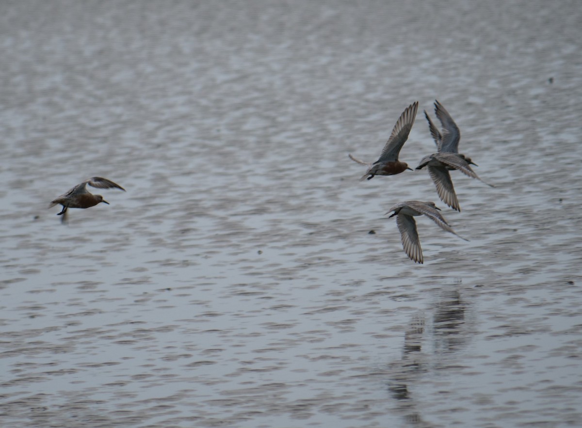 Red Knot - ML617616993