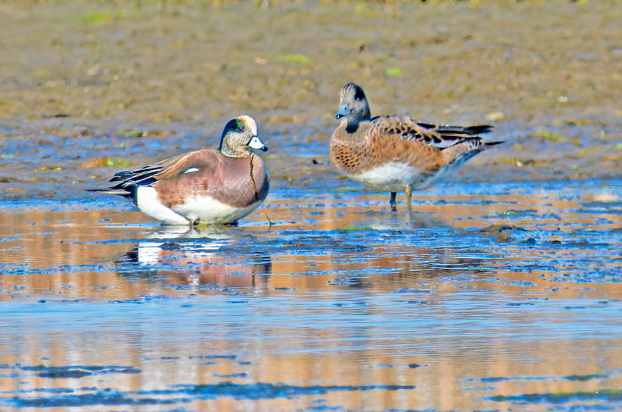 American Wigeon - ML617617033