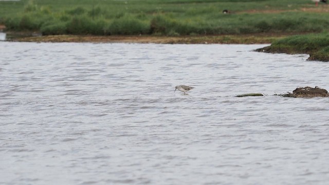 Marsh Sandpiper - ML617617053