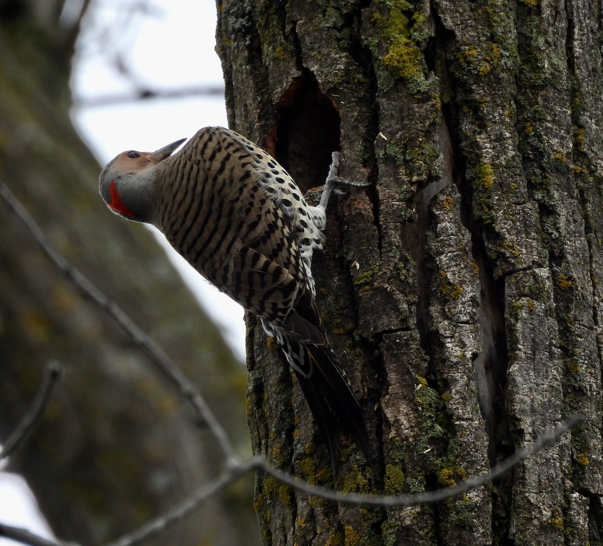 Northern Flicker - ML617617078