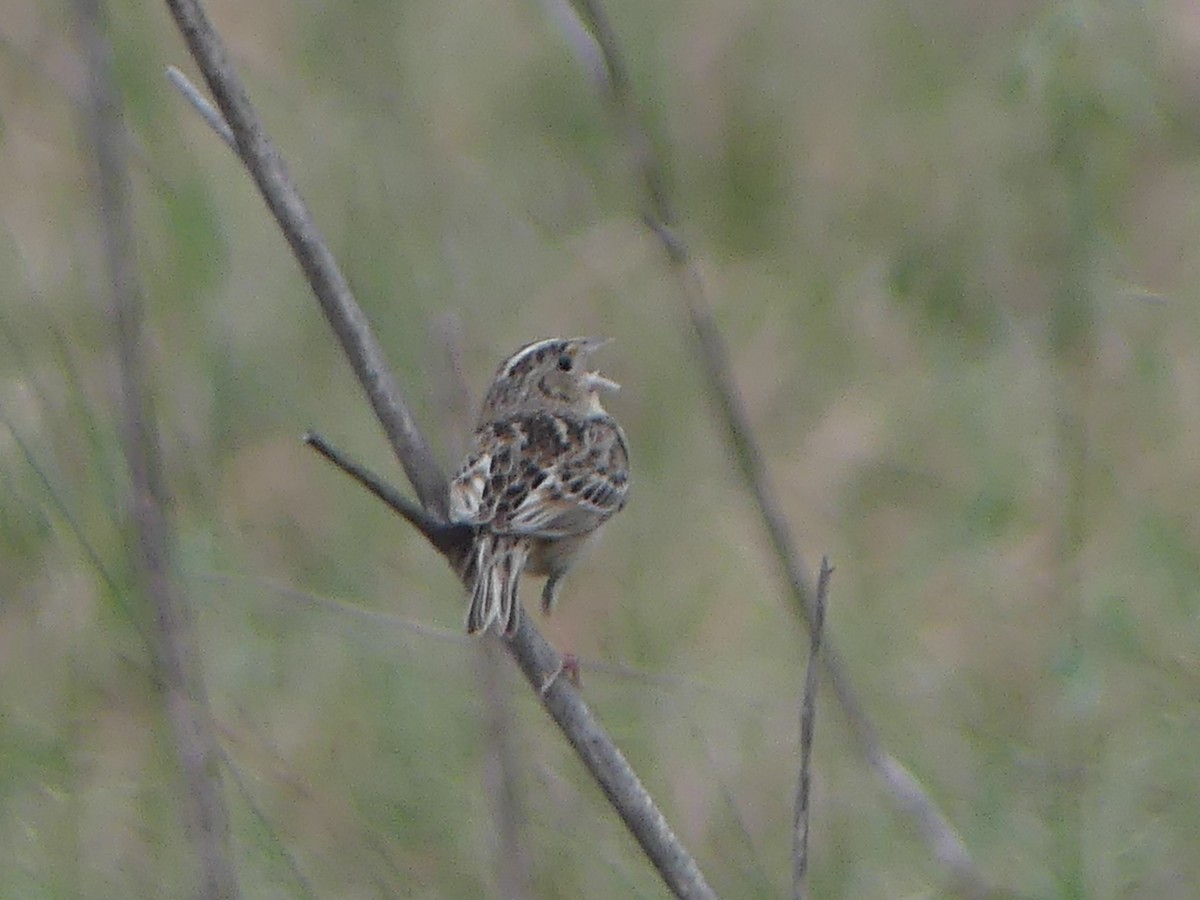 Grasshopper Sparrow - ML617617111