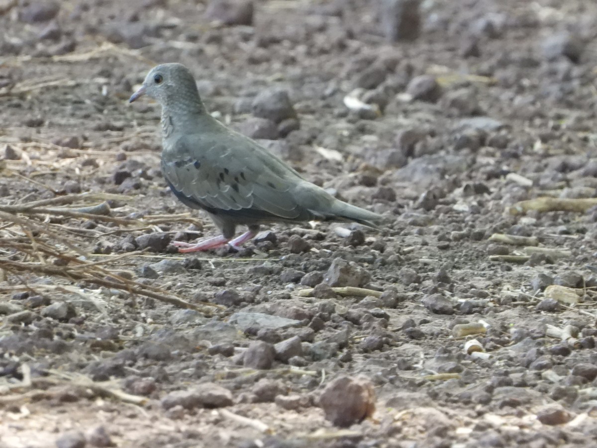 Common Ground Dove - Kimberley Pérez López