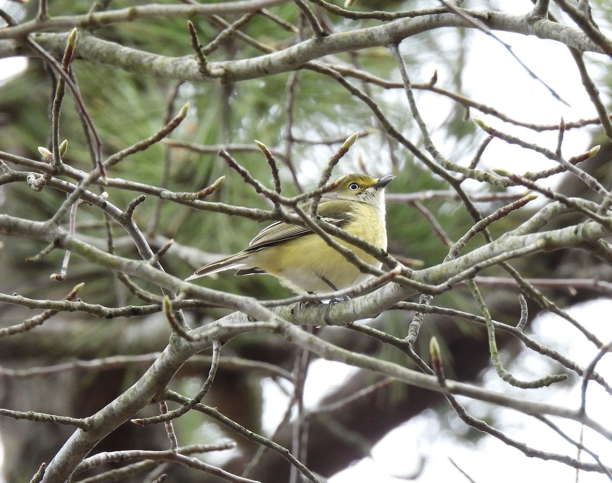 White-eyed Vireo - ML617617166