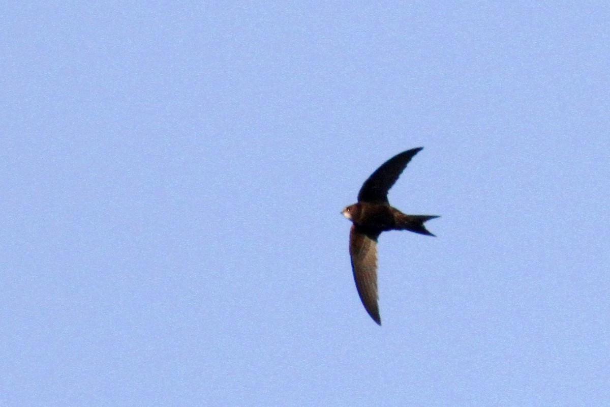 Common Swift - ML617617205