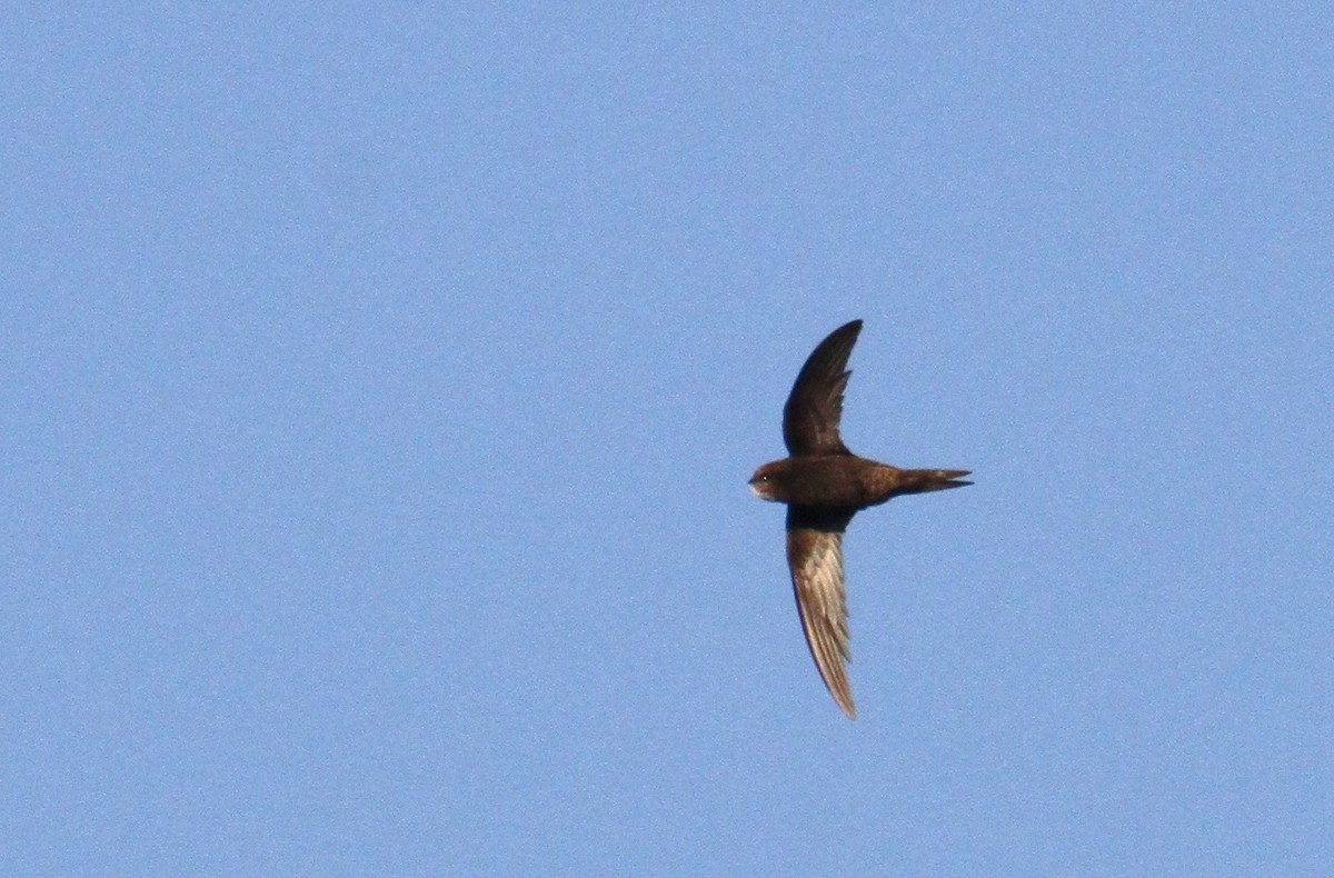 Common Swift - ML617617206