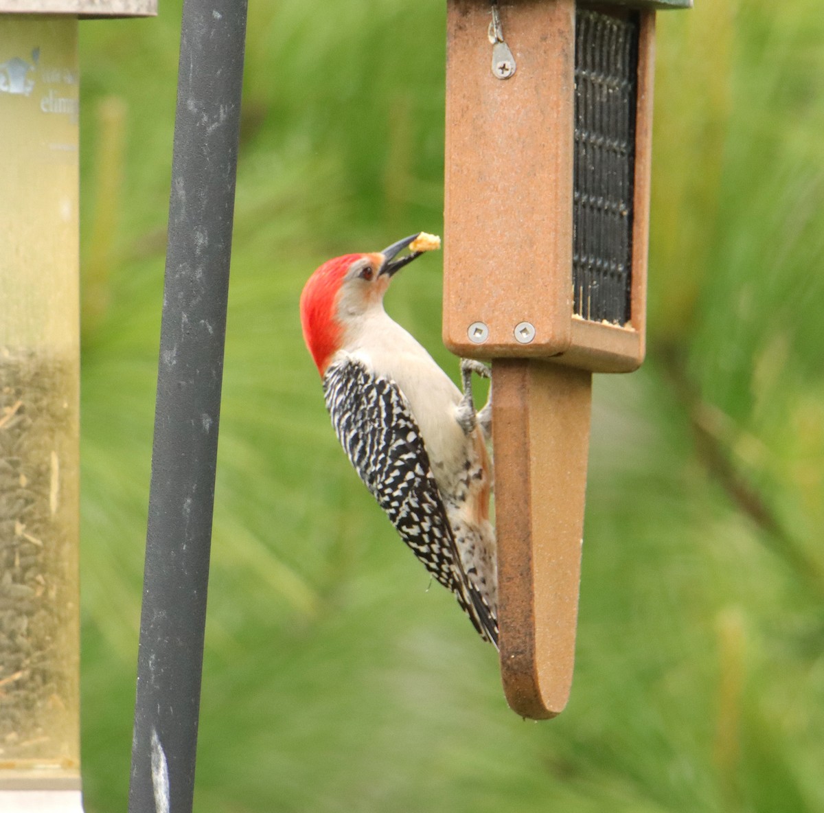 Red-bellied Woodpecker - Mary Erickson