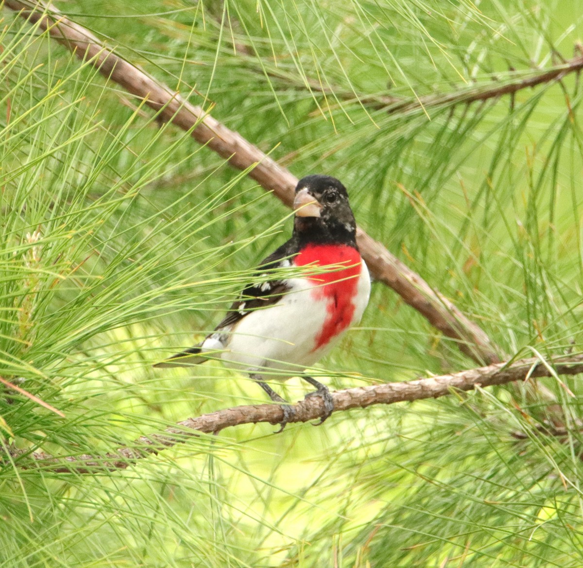 Rose-breasted Grosbeak - Mary Erickson