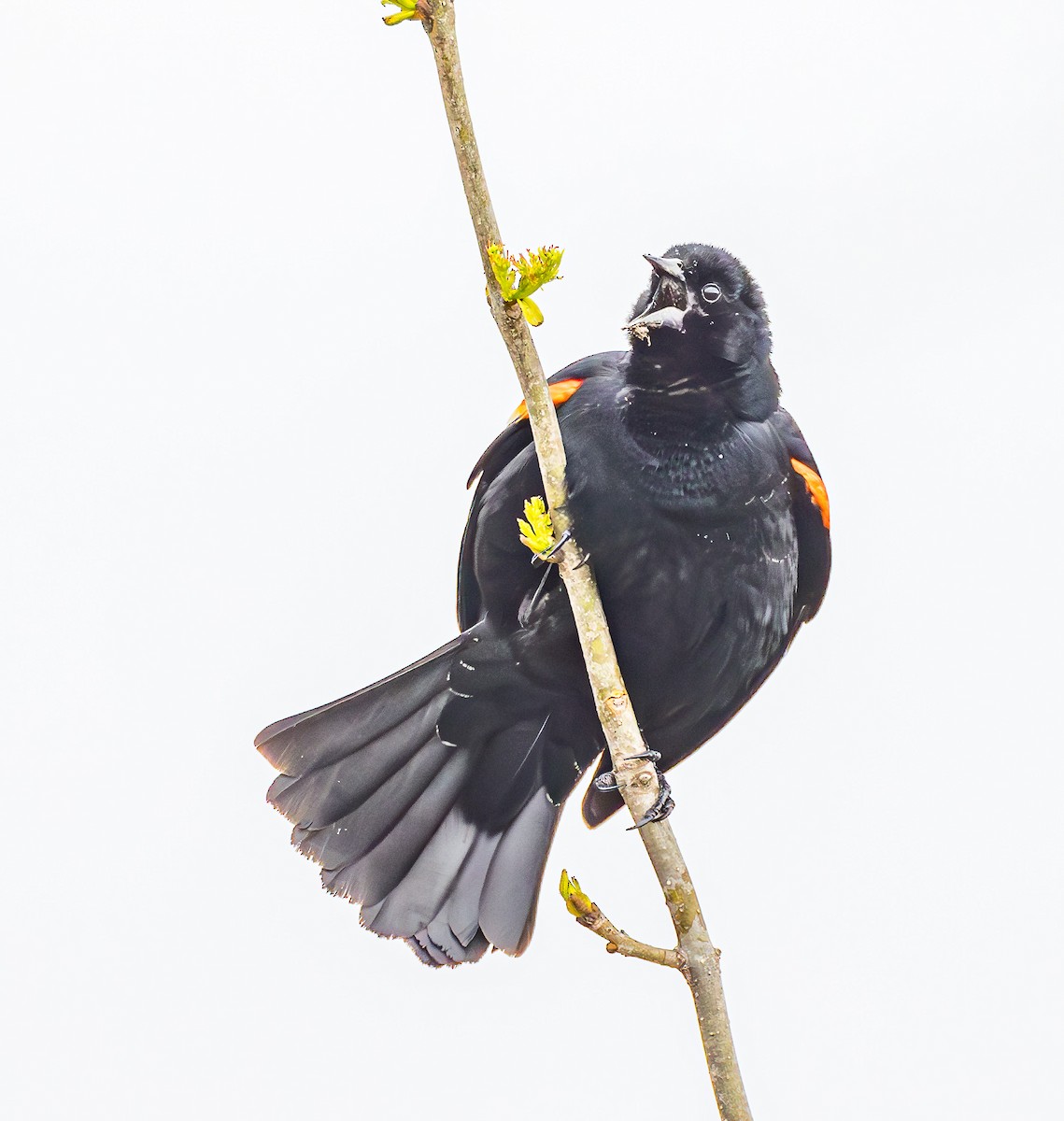 Red-winged Blackbird - Mike Murphy