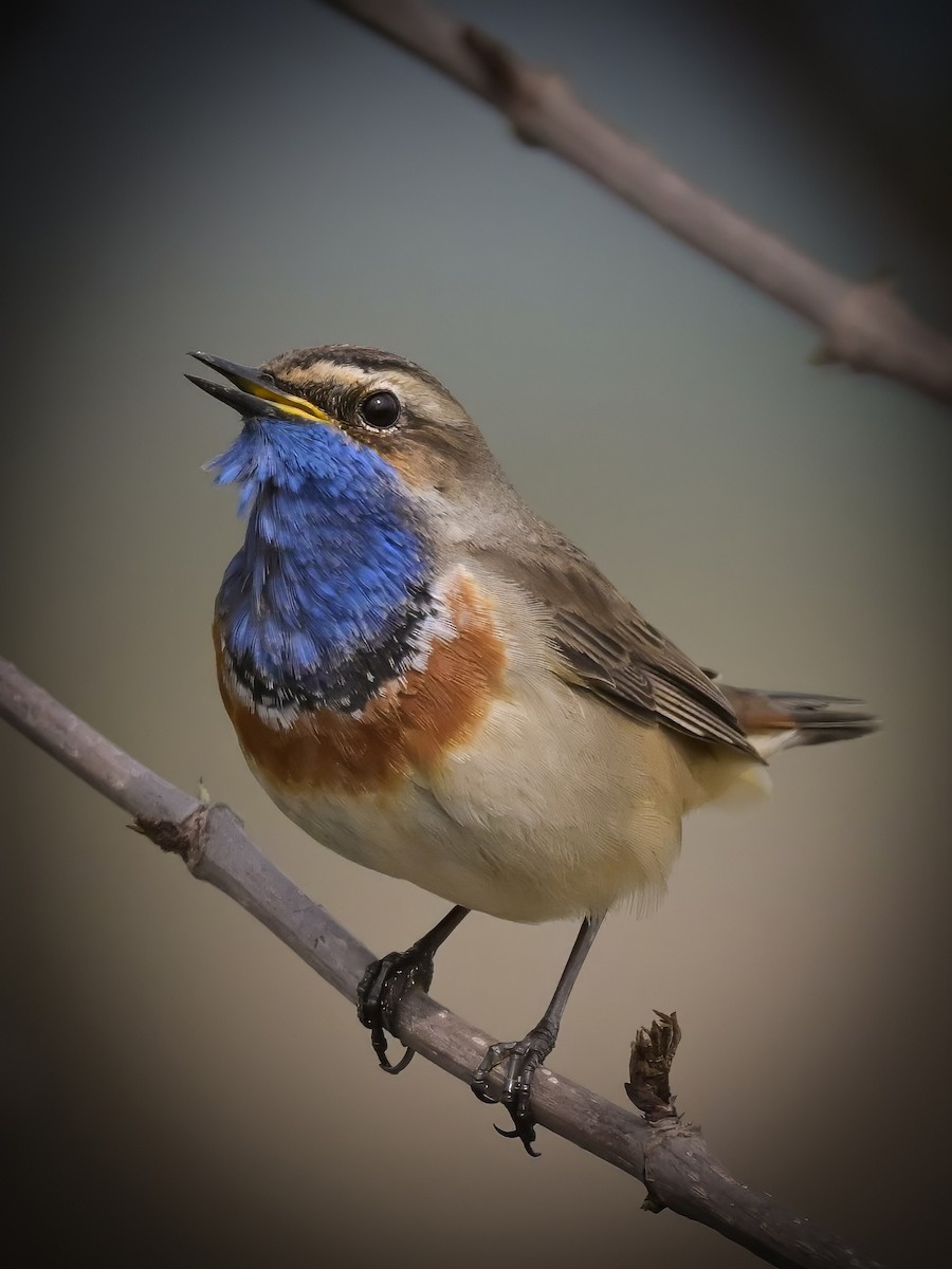 Bluethroat - ML617617270