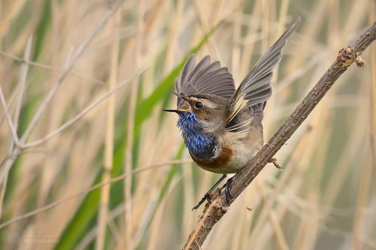 Bluethroat - ML617617271