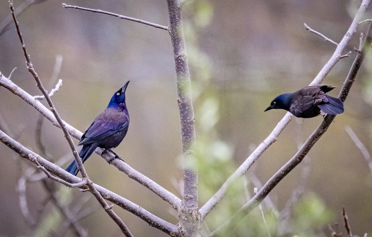 Common Grackle - Mike Murphy