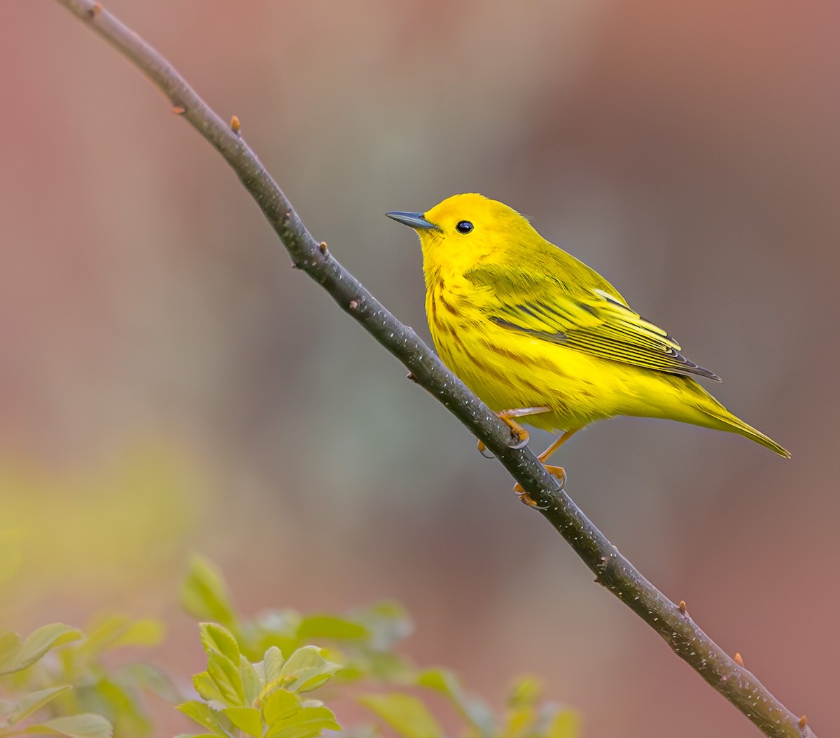 Yellow Warbler - Mike Murphy