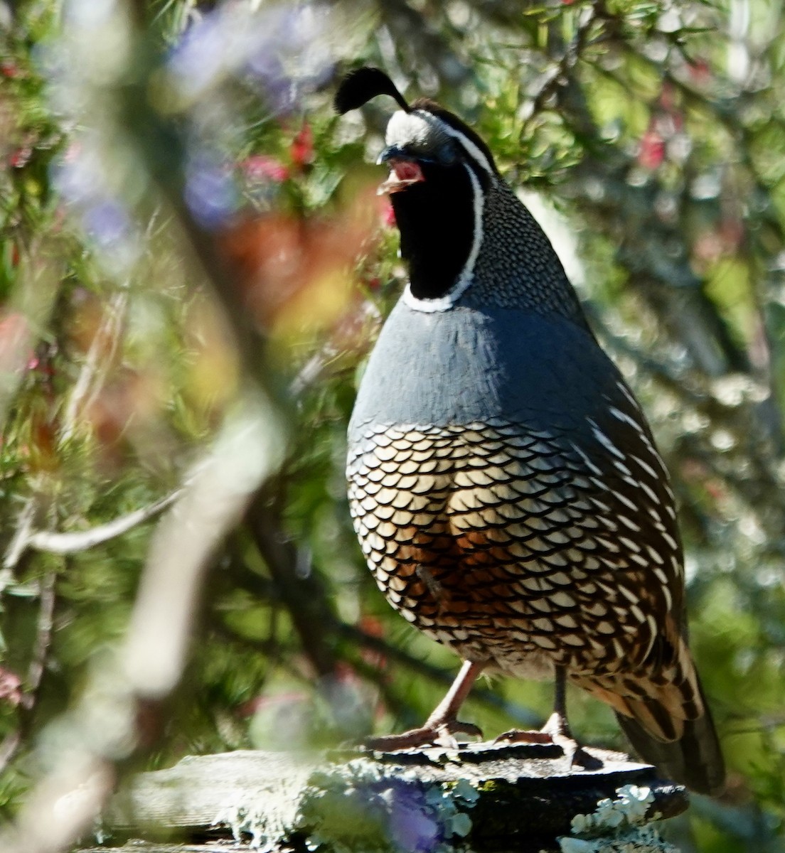 California Quail - ML617617286