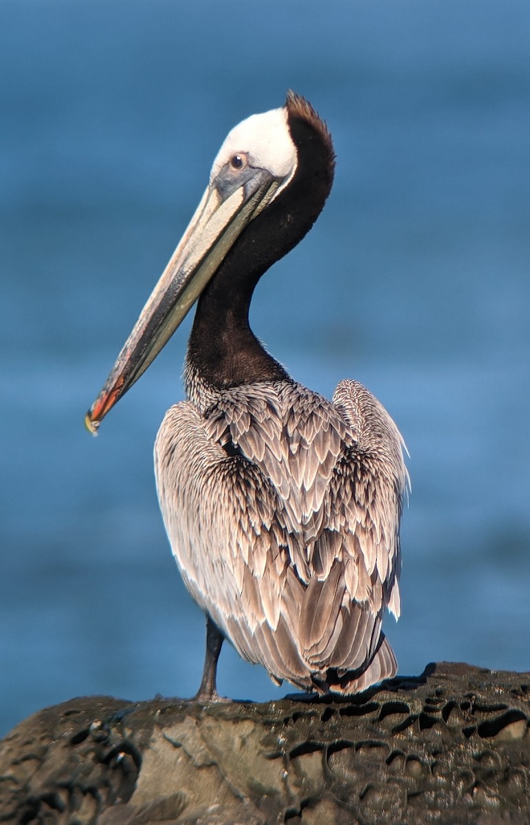 pelikán hnědý - ML617617289