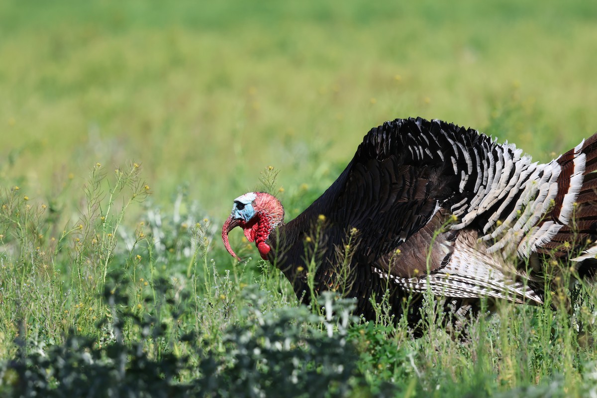 Wild Turkey - ML617617293