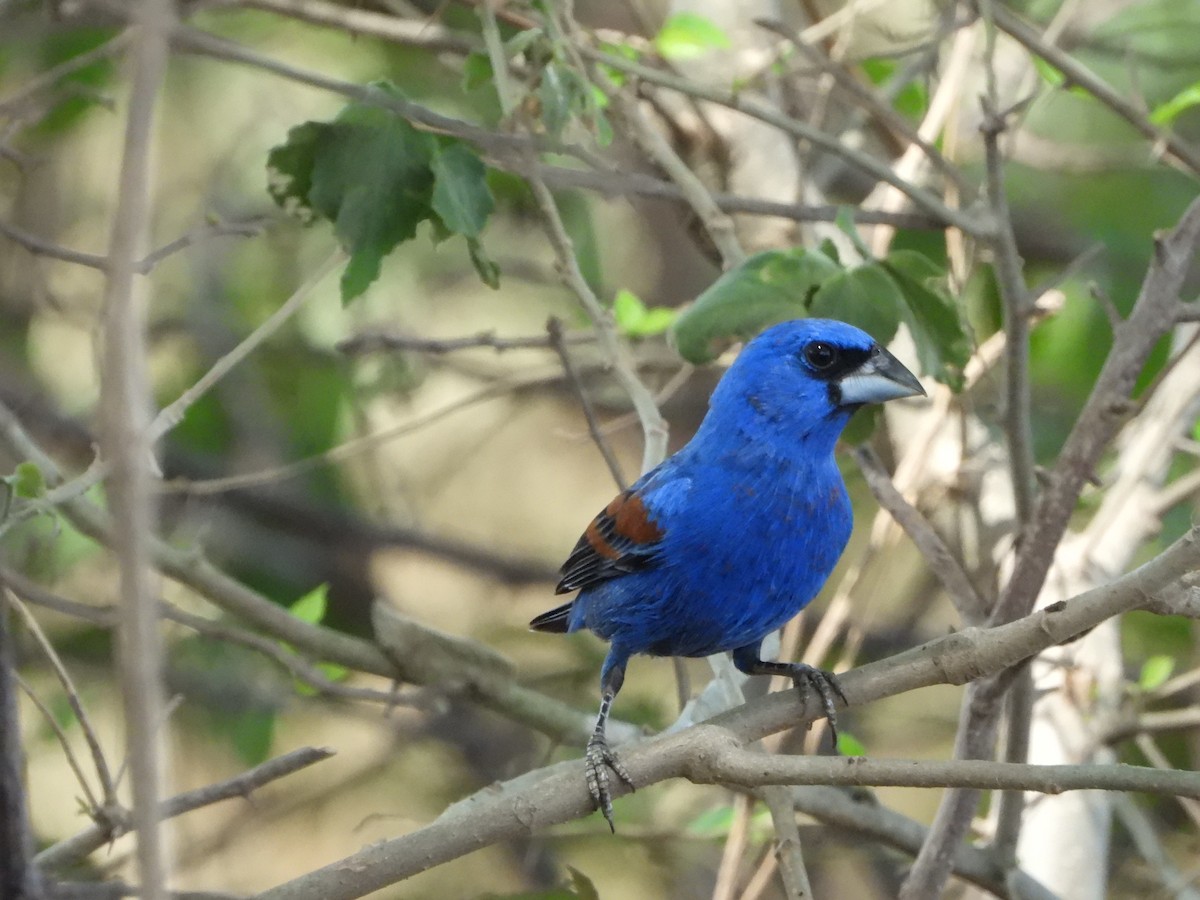 Blue Grosbeak - Kimberley Pérez López