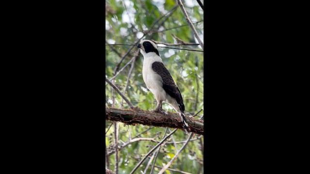 Laughing Falcon - ML617617363