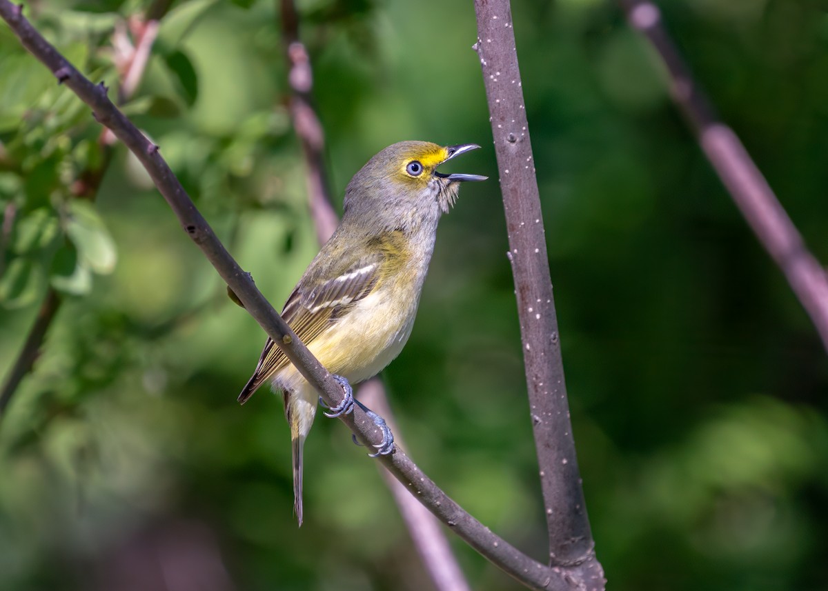 Ak Gözlü Vireo - ML617617383