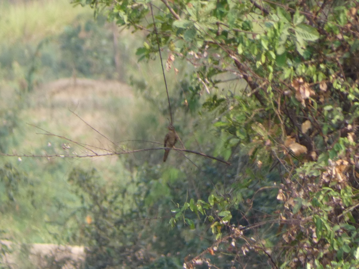 Plaintive Cuckoo - ML617617391