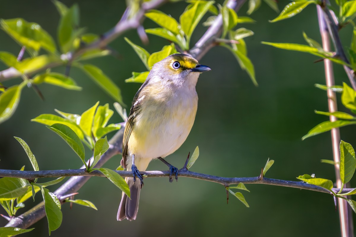 Ak Gözlü Vireo - ML617617395