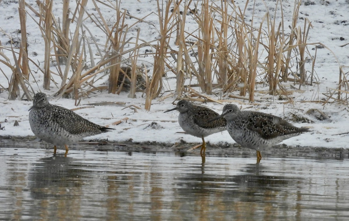 Lesser Yellowlegs - Heather and Laurence Brownell