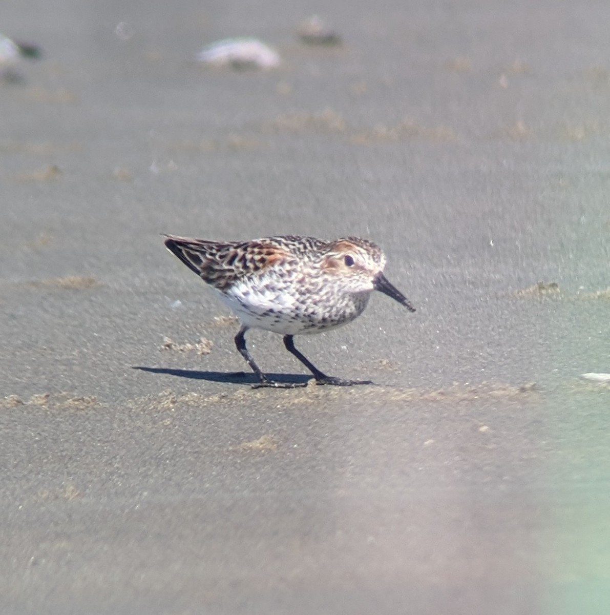 Western Sandpiper - ML617617431