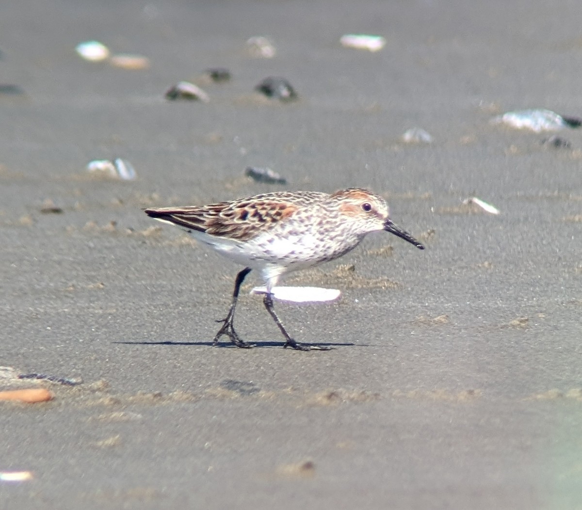 Western Sandpiper - ML617617432