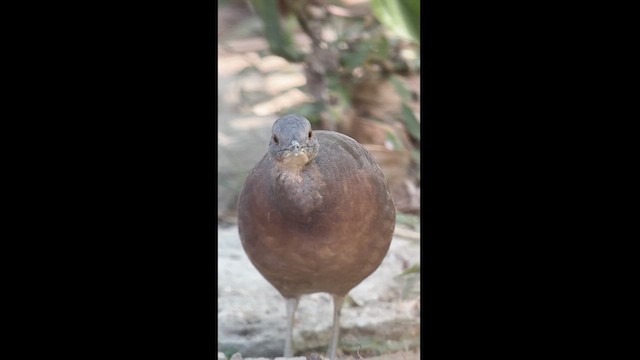 Little Tinamou - ML617617437