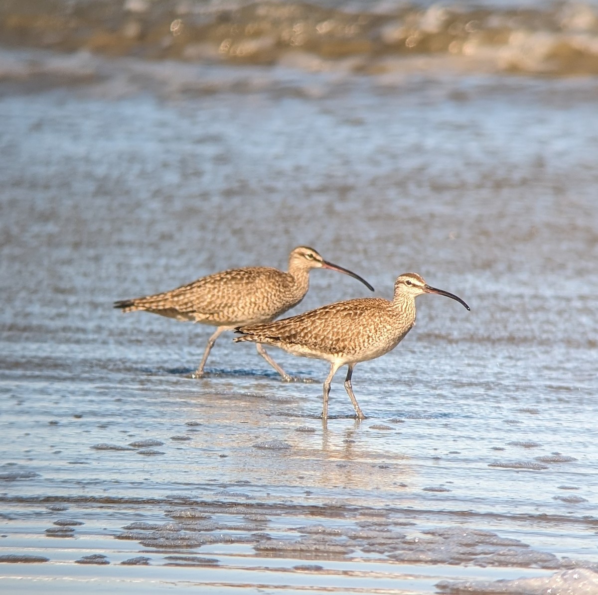 Whimbrel - ML617617443