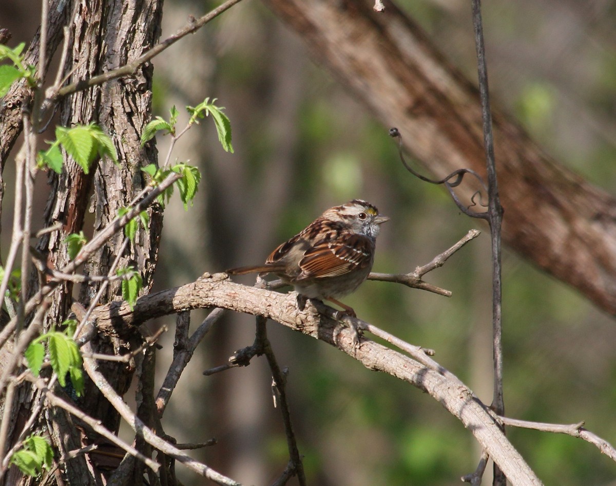White-throated Sparrow - ML617617483
