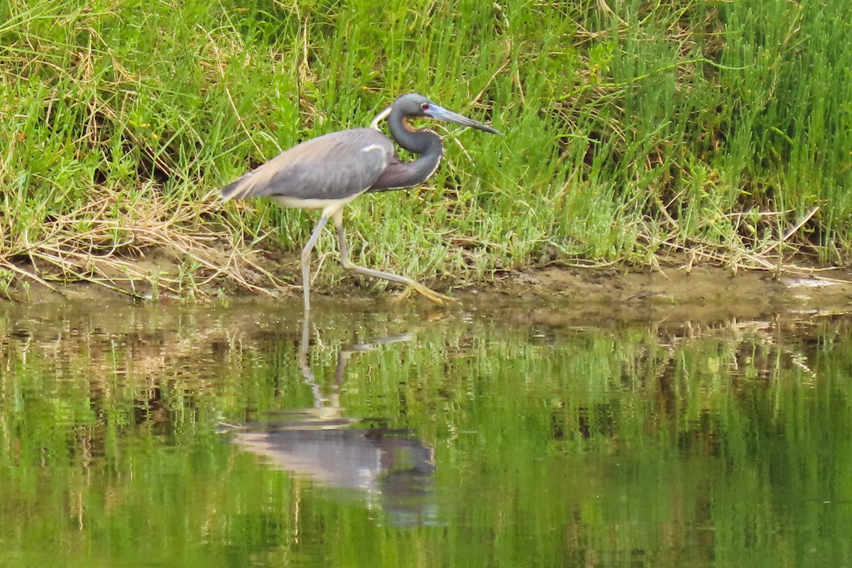 Tricolored Heron - ML617617502