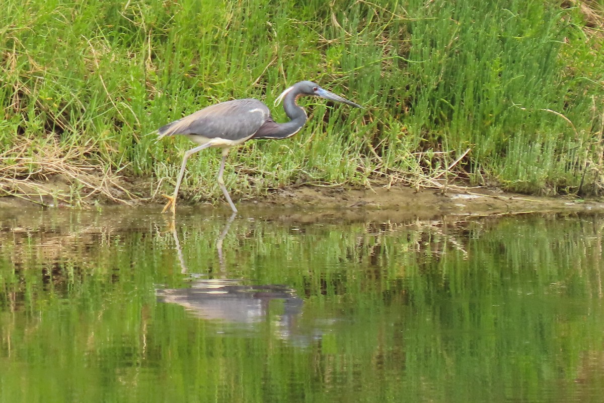 Tricolored Heron - ML617617503