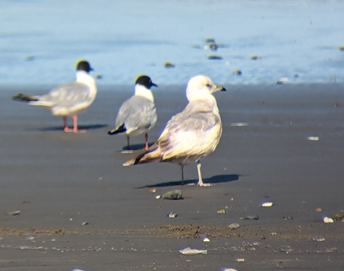 Short-billed Gull - ML617617511