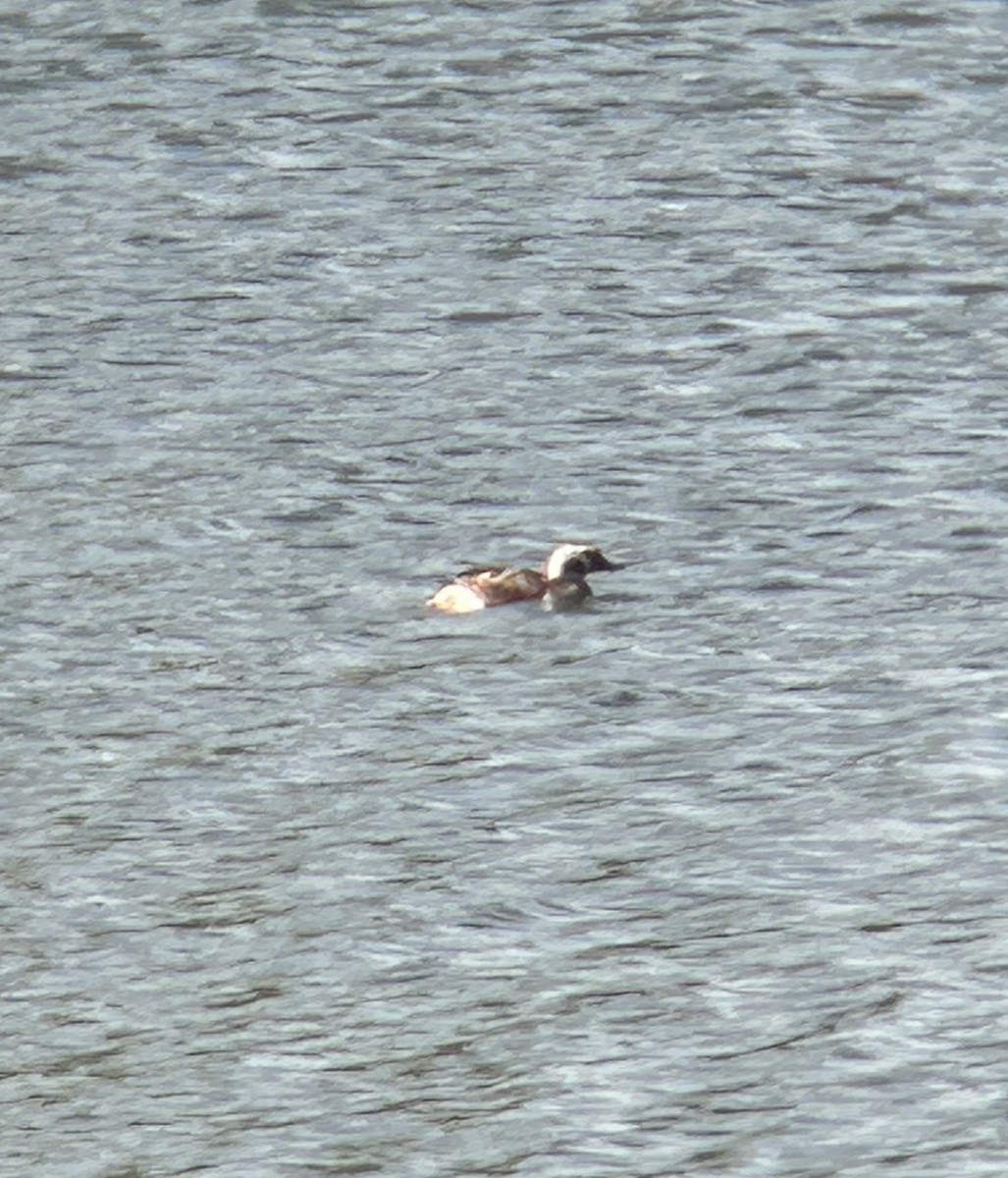 Long-tailed Duck - ML617617533