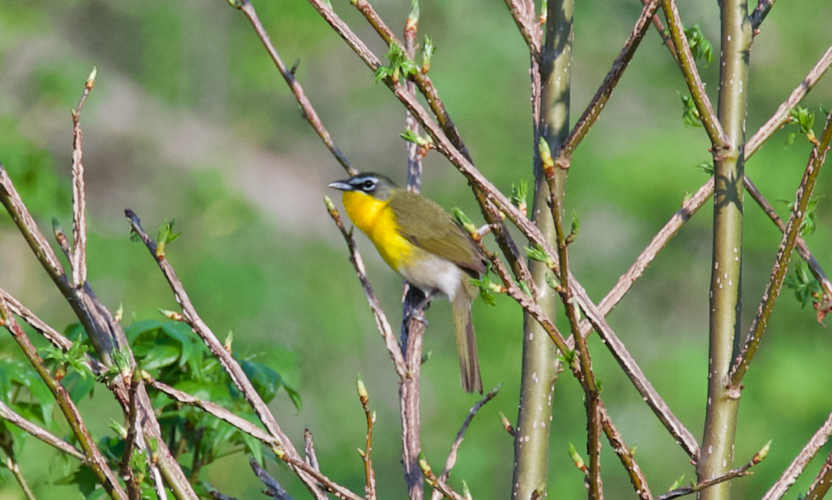 Yellow-breasted Chat - Heather Buttonow