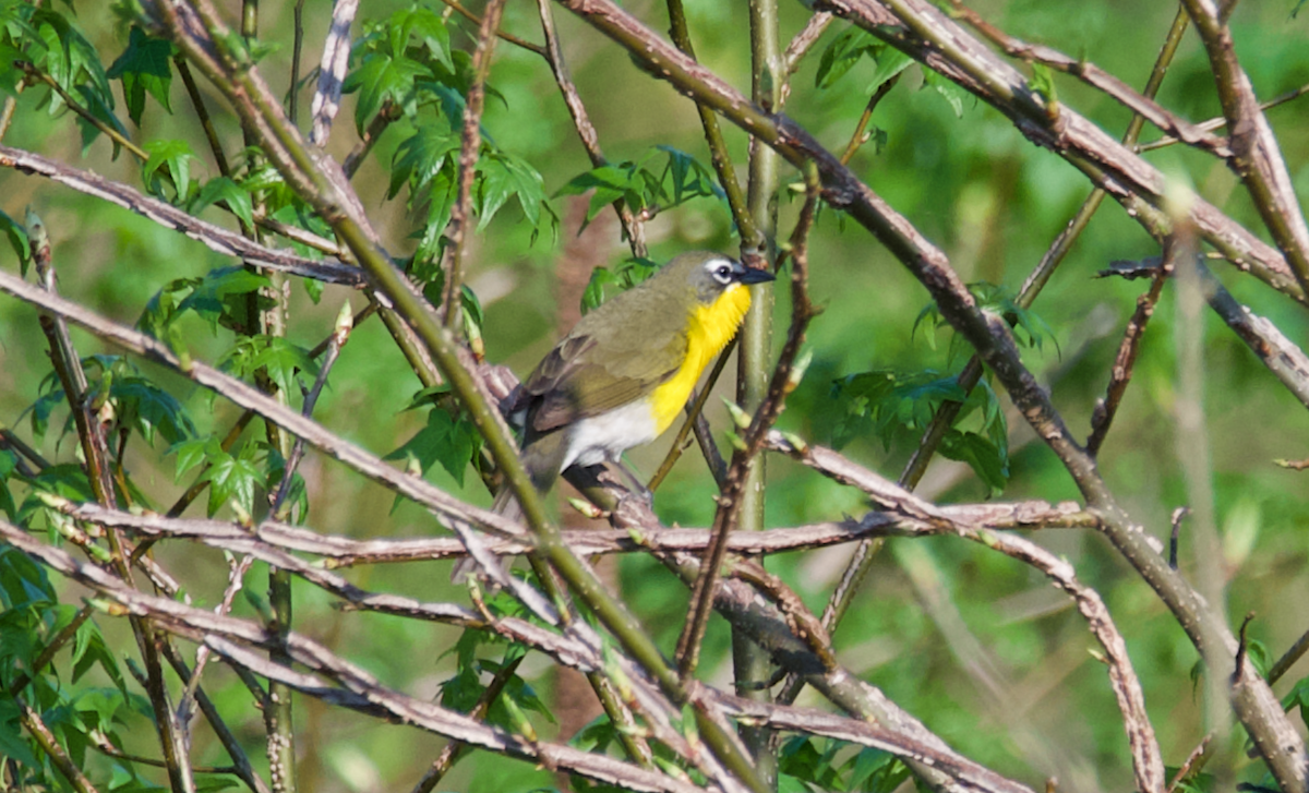 Yellow-breasted Chat - ML617617557