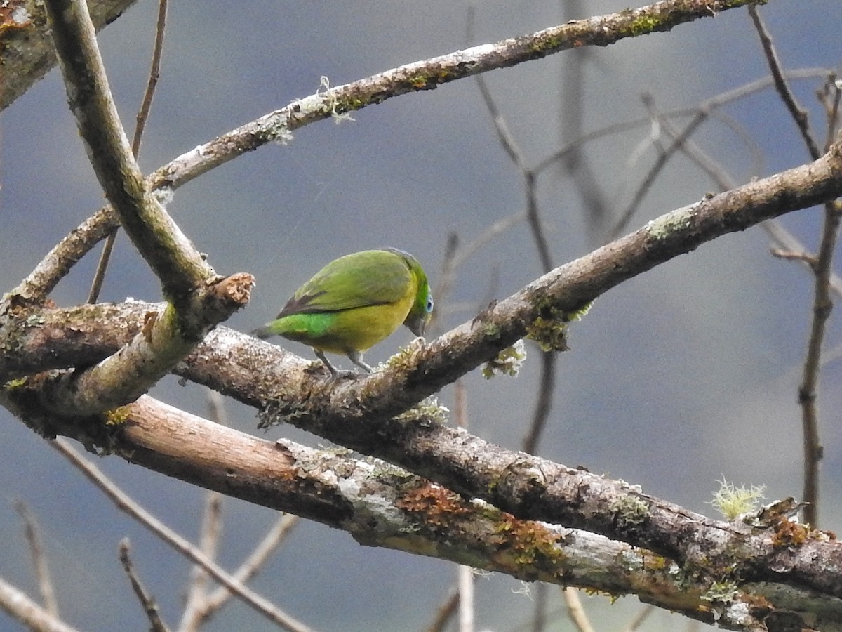 Blue-naped Chlorophonia - ML617617560