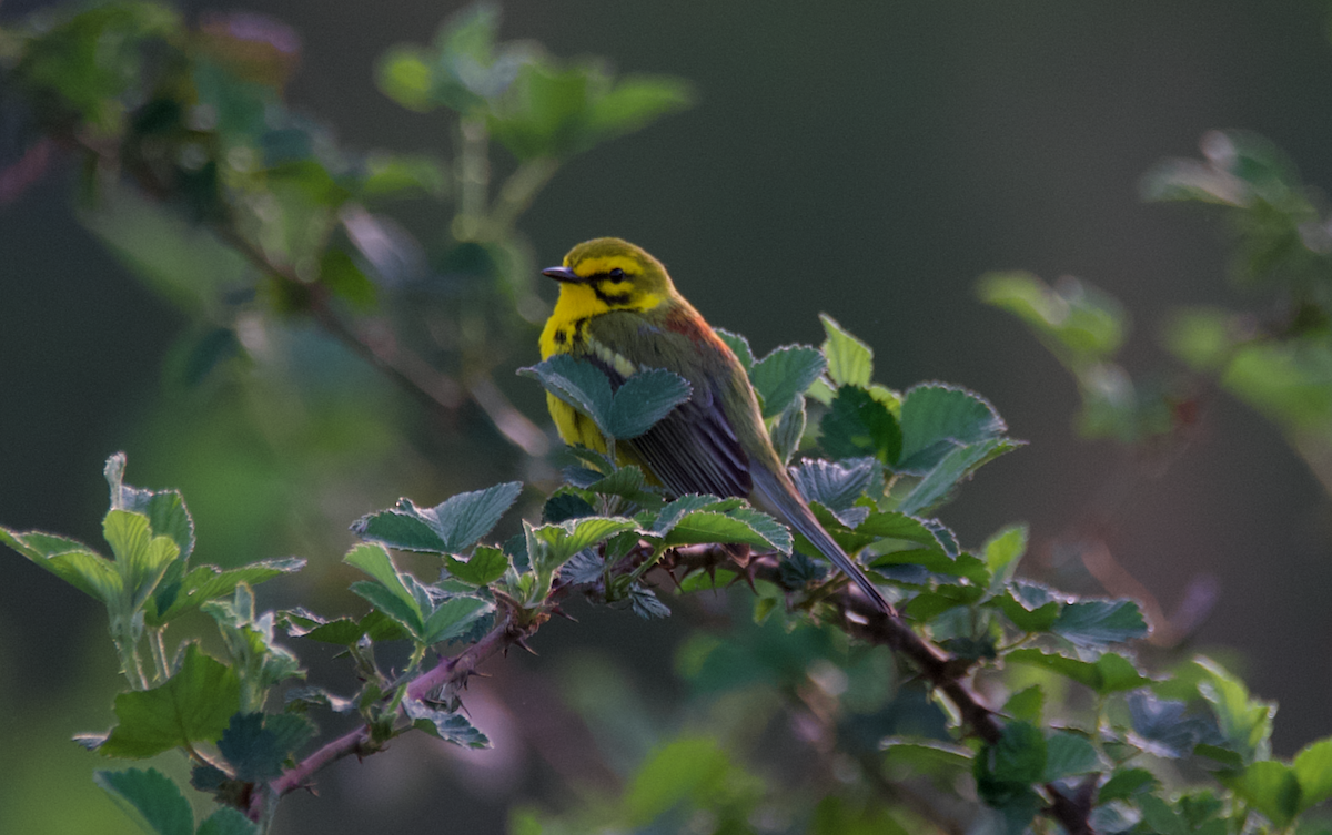 Prairie Warbler - ML617617573